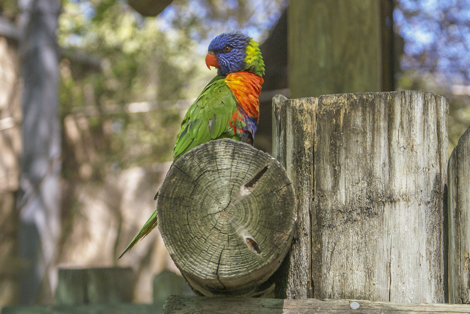 Rainbow Lorikeet Perched at the San Antonio Zoo