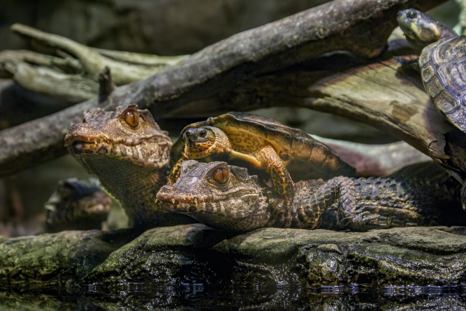 An Unlikely Perch: Cuvier's Dwarf Caimans and a Furrowed Wood Turtle