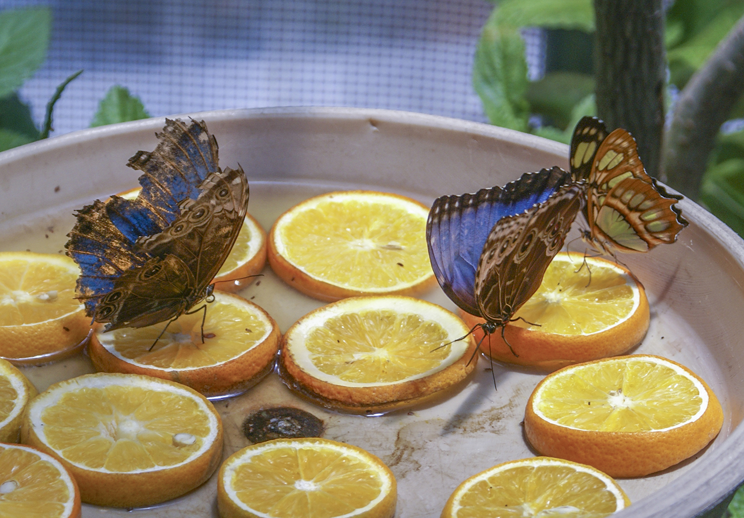 Butterfly Banquet at the San Antonio Zoo