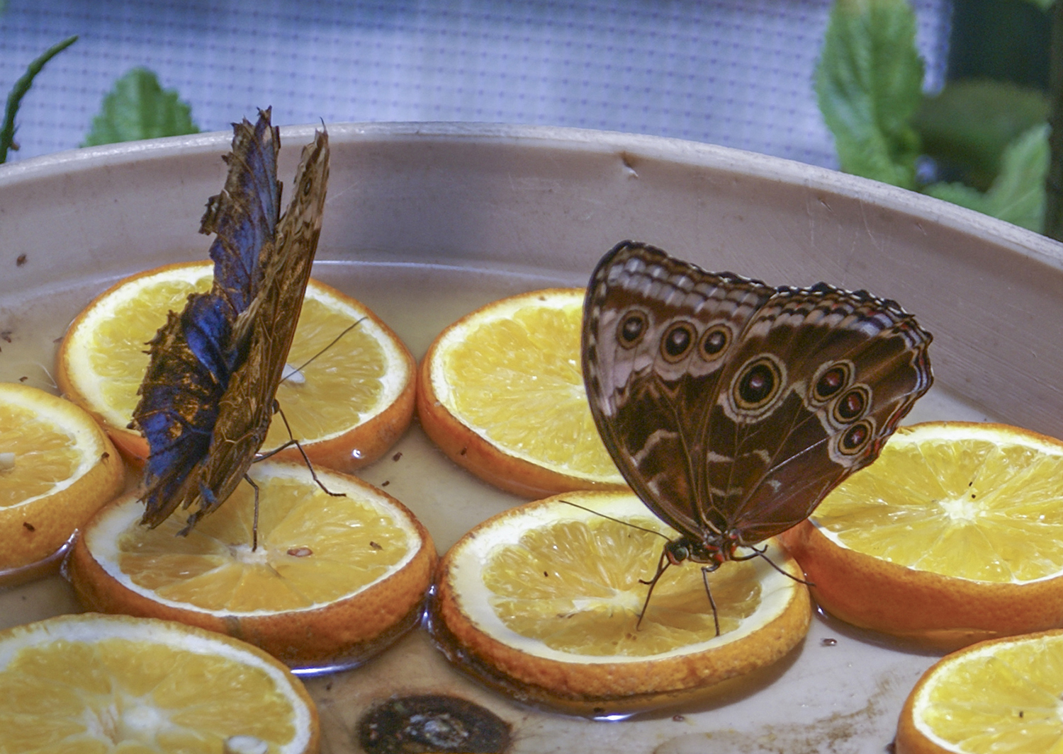 Butterflies Gathering on Citrus
