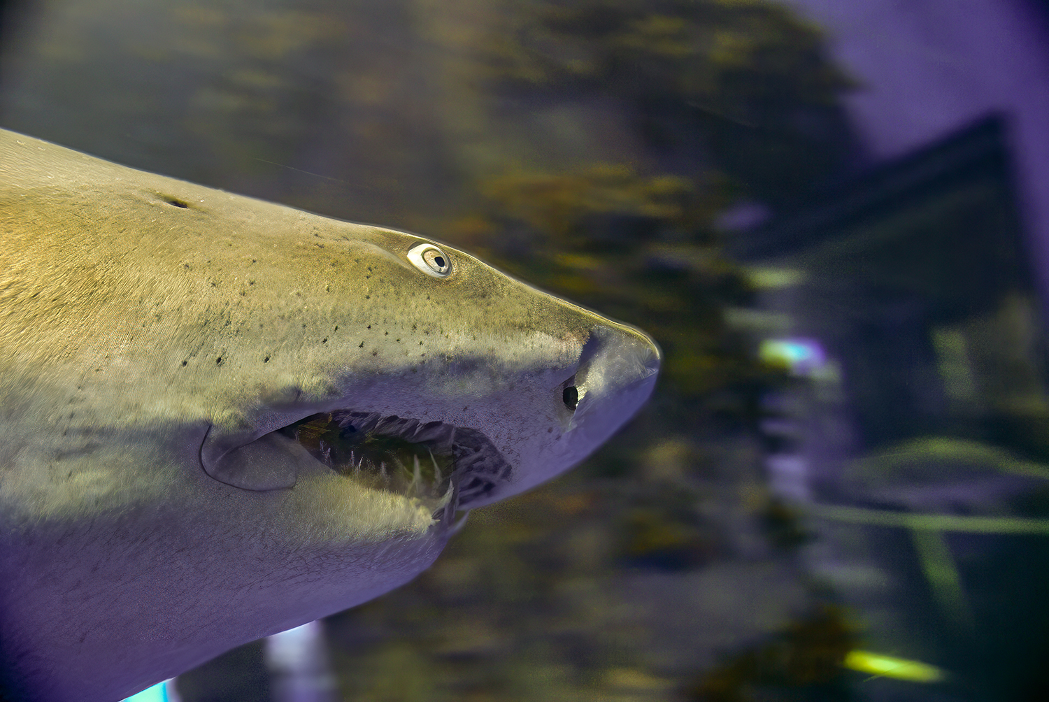 Bull Shark: Face to Face Beneath the Surface