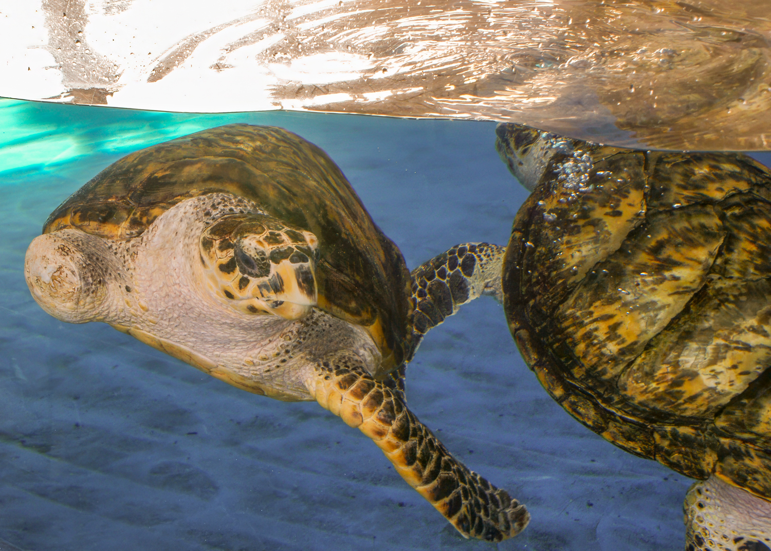 Finding Crush: A Sea Turtle's Underwater Adventure