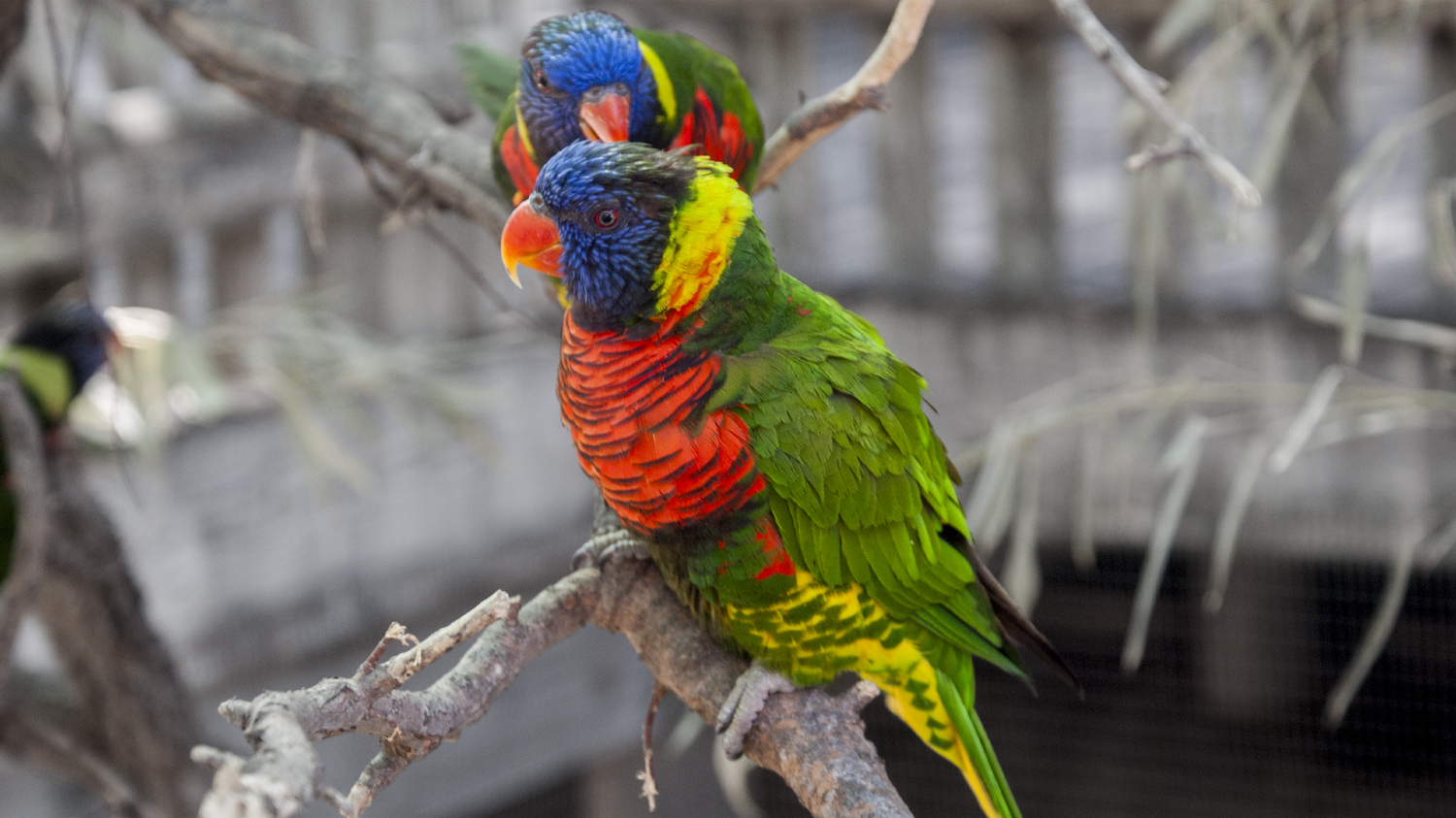 A Colorful Pair of Rainbow Lorikeets