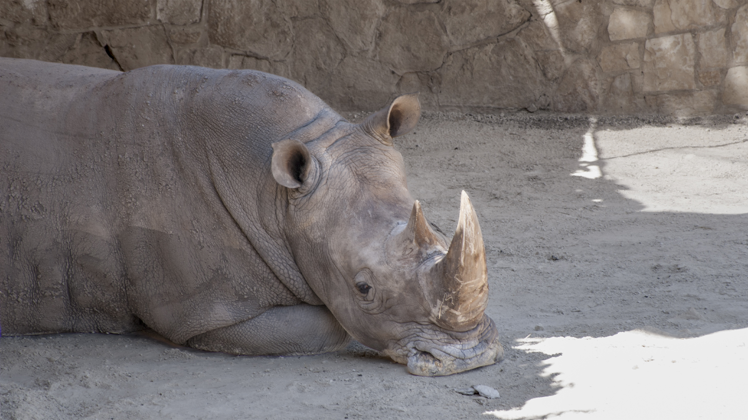 Resting White Rhinoceros