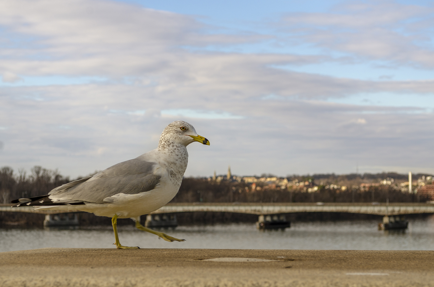 Morning Stroll: Ring-Billed Gull Over the Potomac