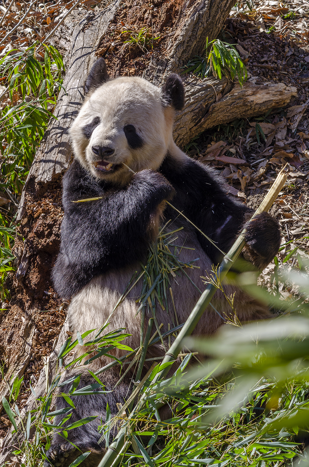 Relaxing Giant Panda with Fresh Bamboo