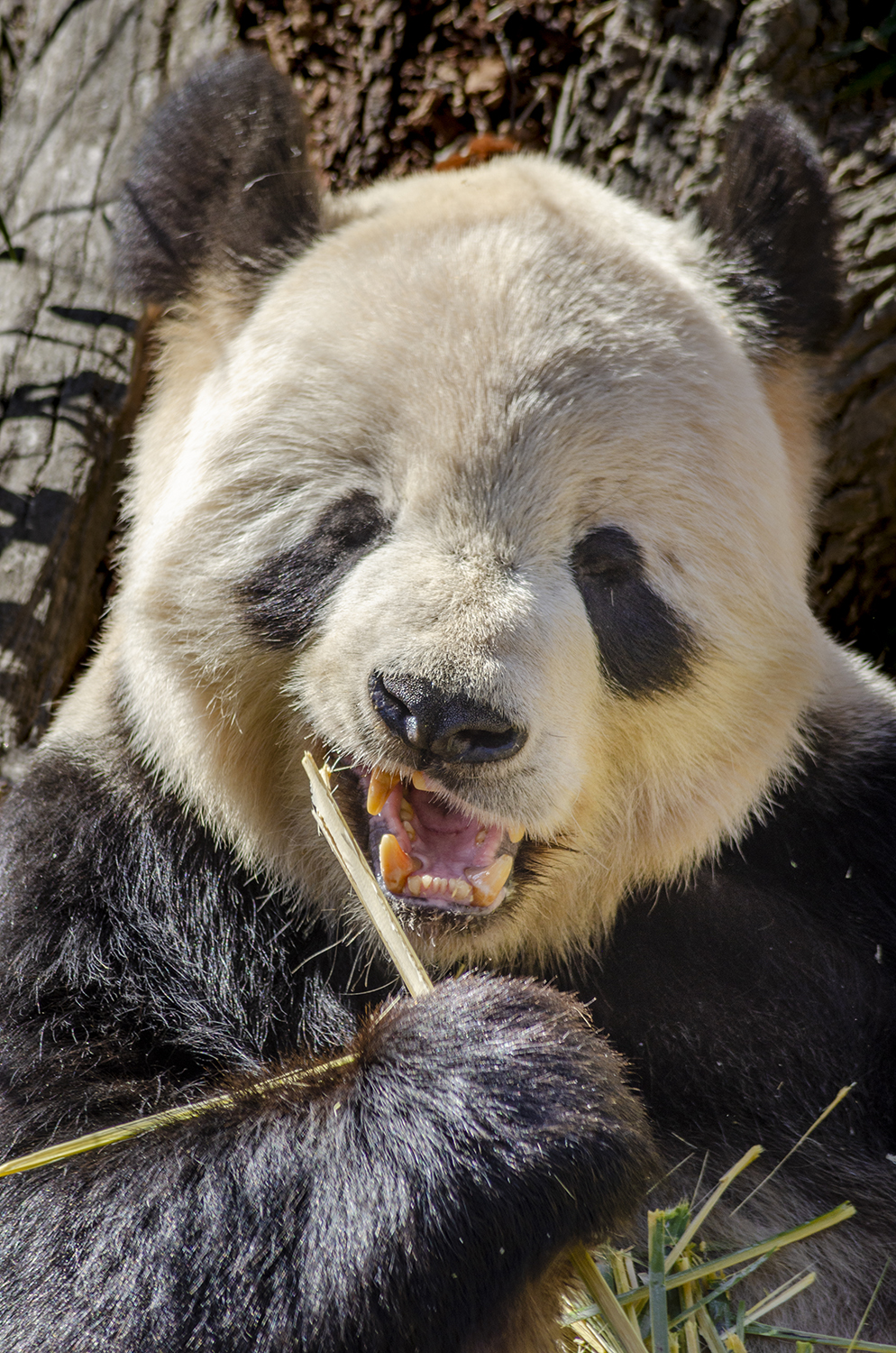Bamboo Break: A Giant Panda Portrait