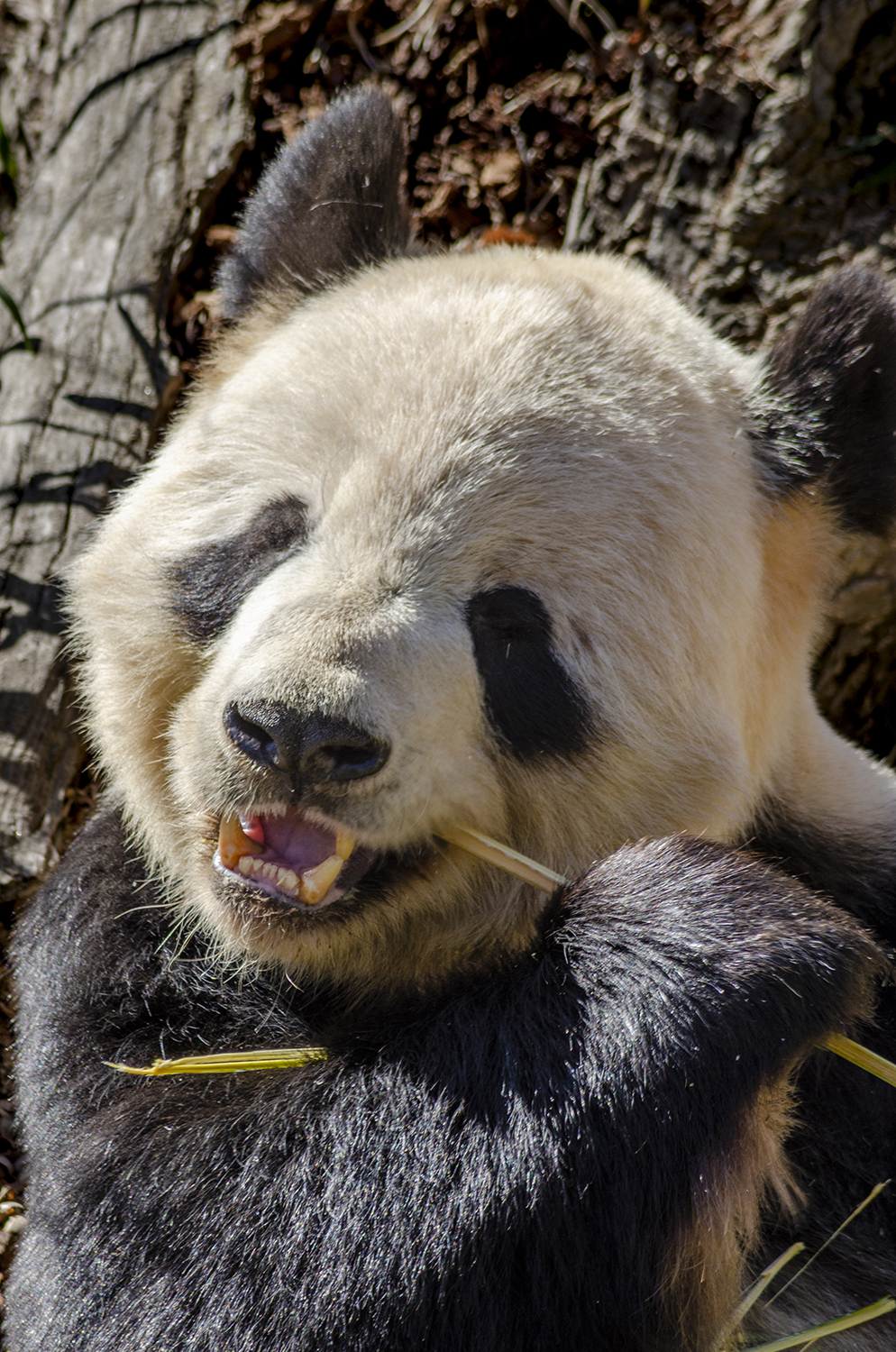 Contentment in Every Bite: Giant Panda Enjoying Bamboo