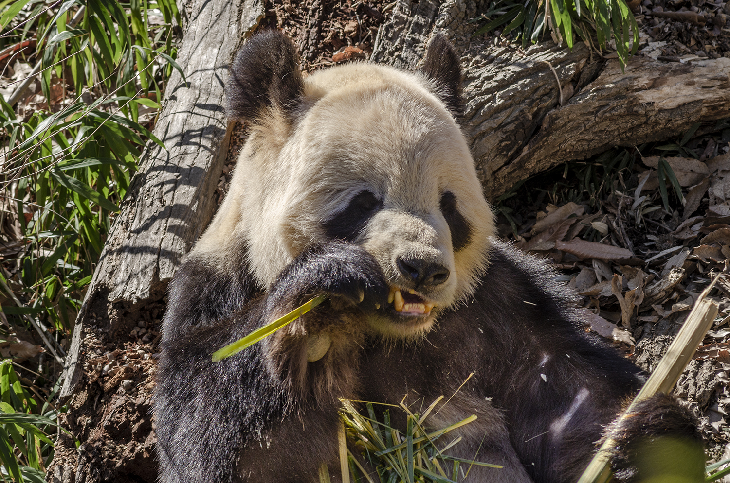 Giant Panda Enjoying a Bamboo Feast