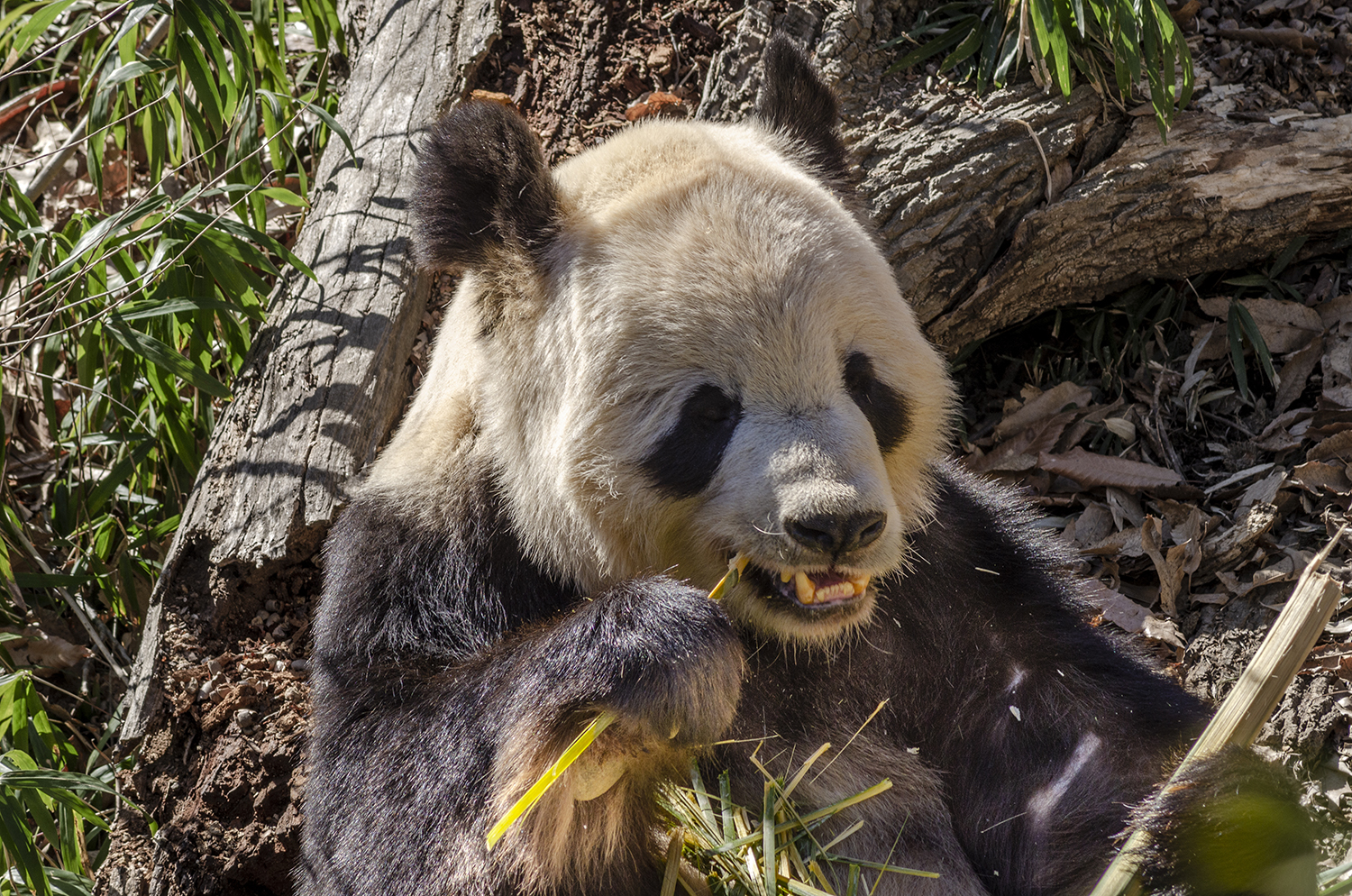 Peaceful Giant Panda Enjoying Bamboo