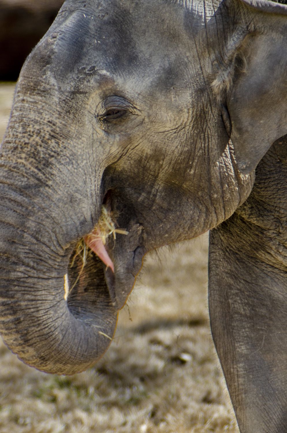 Peaceful Pause: Asian Elephant Enjoying a Midday Meal