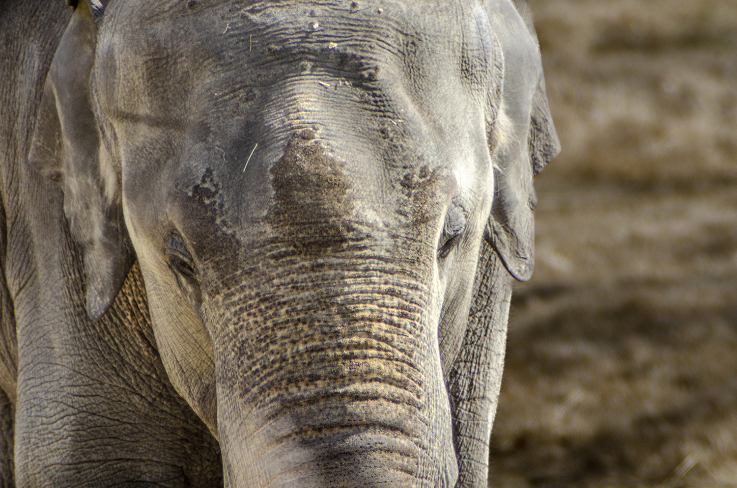 Soulful Gaze of an Asian Elephant