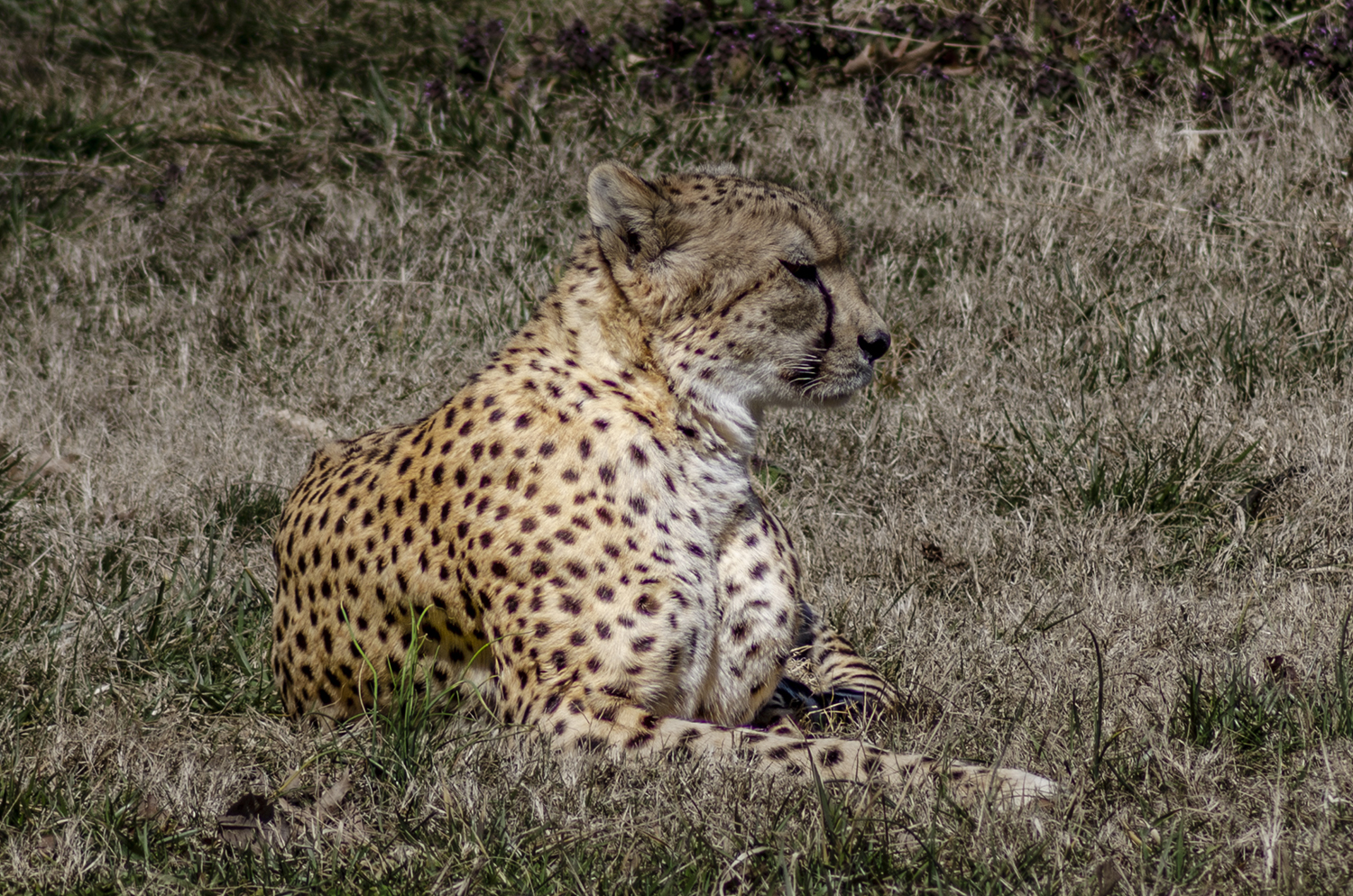 Resting Between the Chase