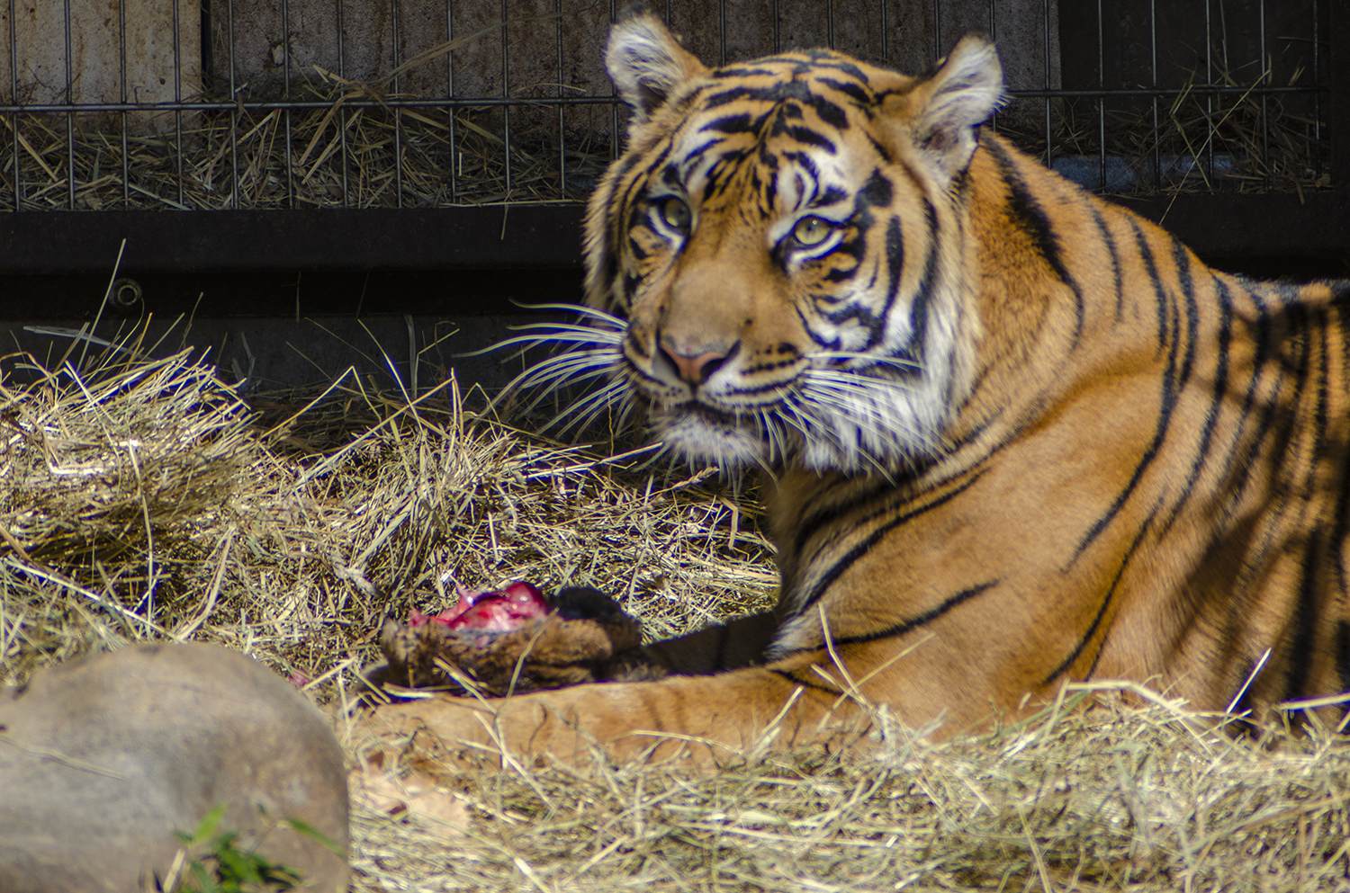 Eyes of the Siberian Tiger: A Quiet Moment of Power