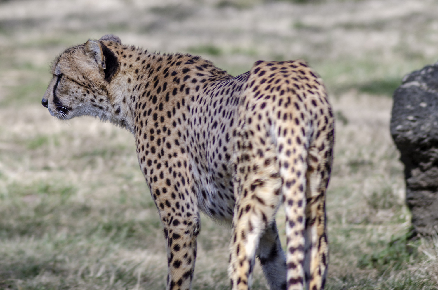 Silent Steps: Cheetah on the Move