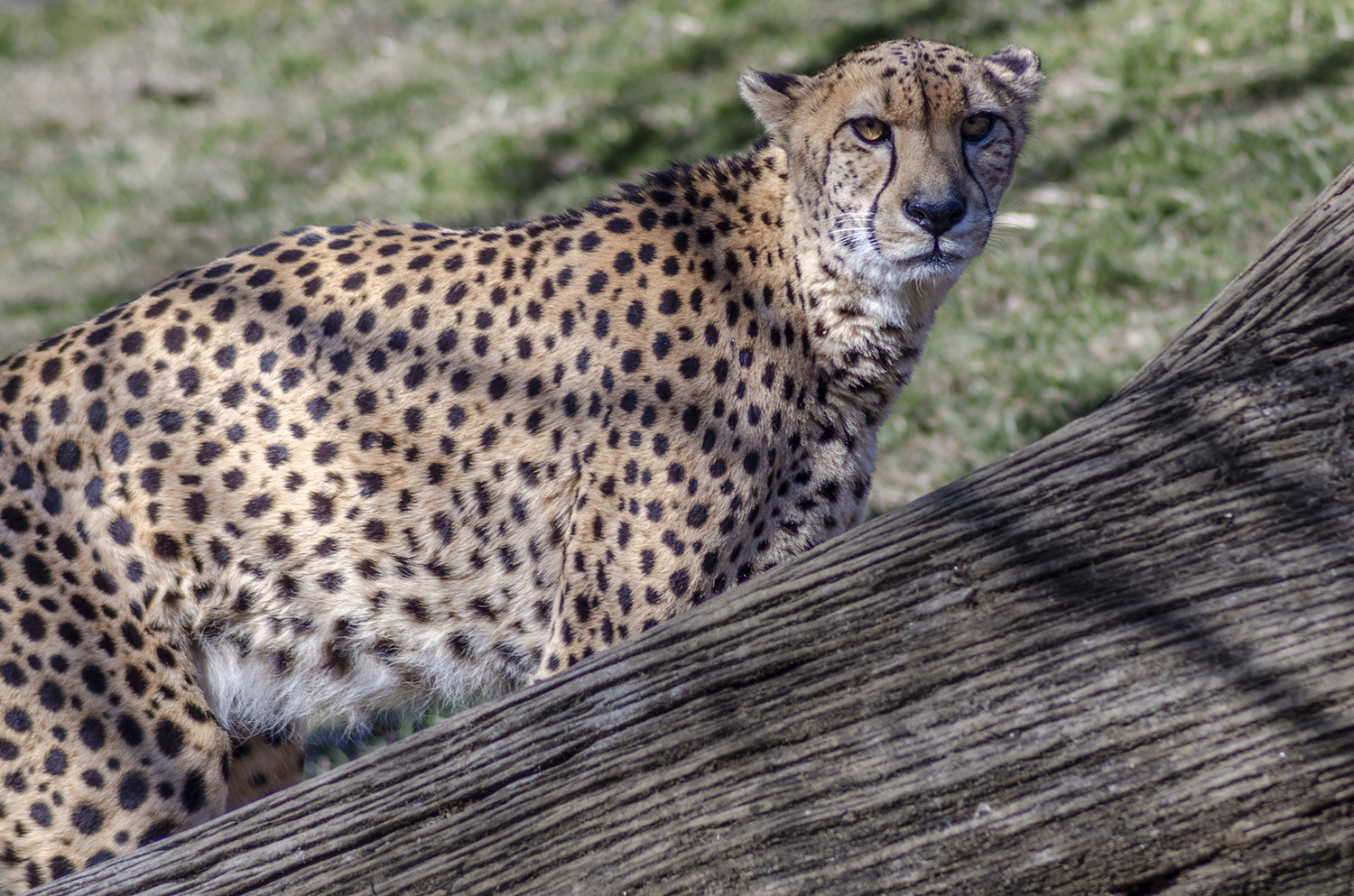 Watchful Eyes: Cheetah on the Lookout