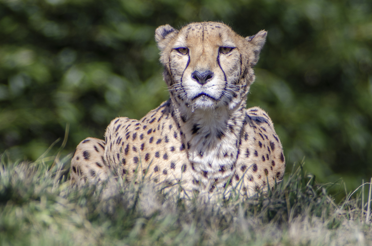 Unblinking Focus: Cheetah with a Predator's Gaze