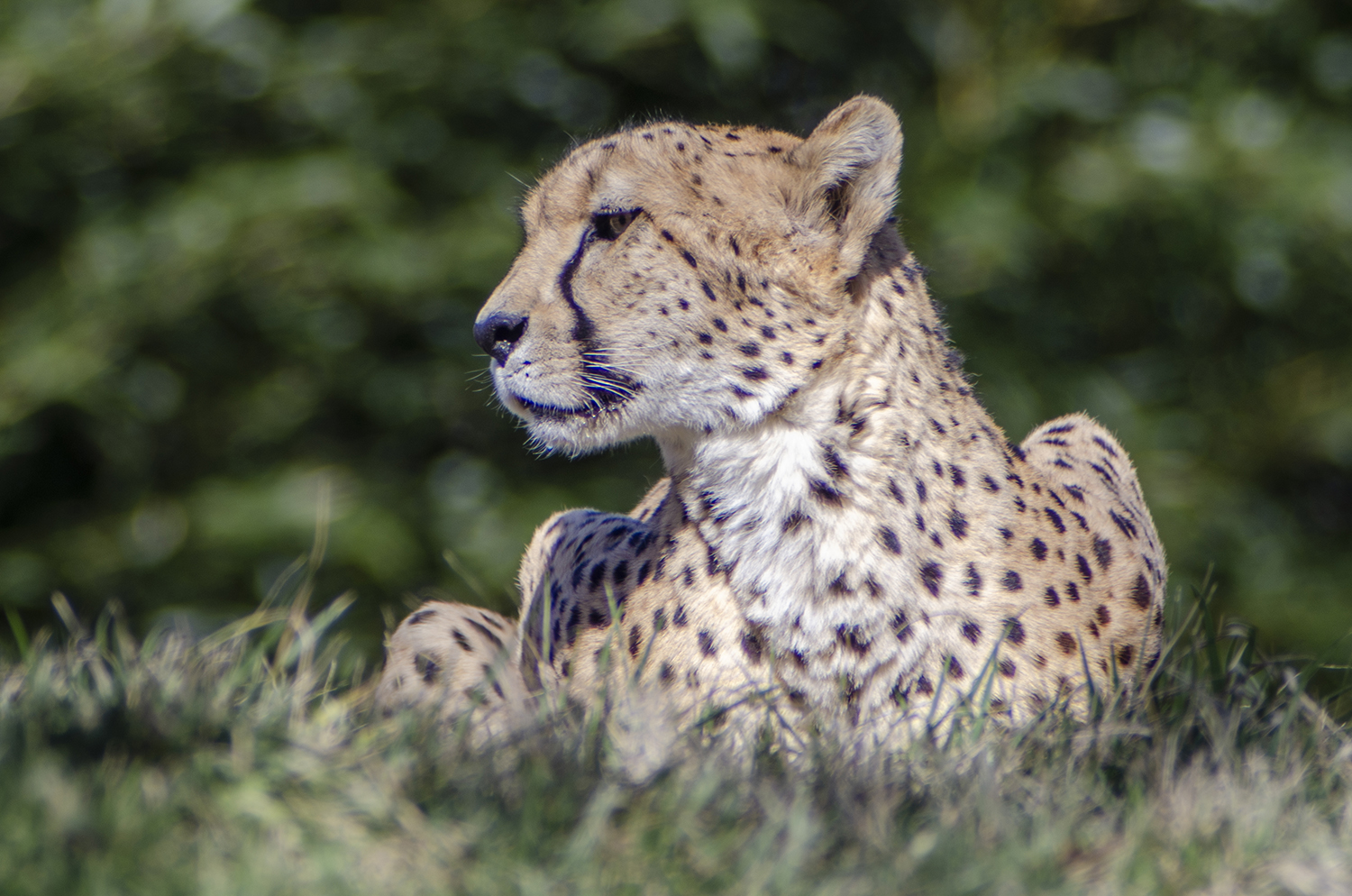 Watchful Calm: Resting Cheetah Portrait