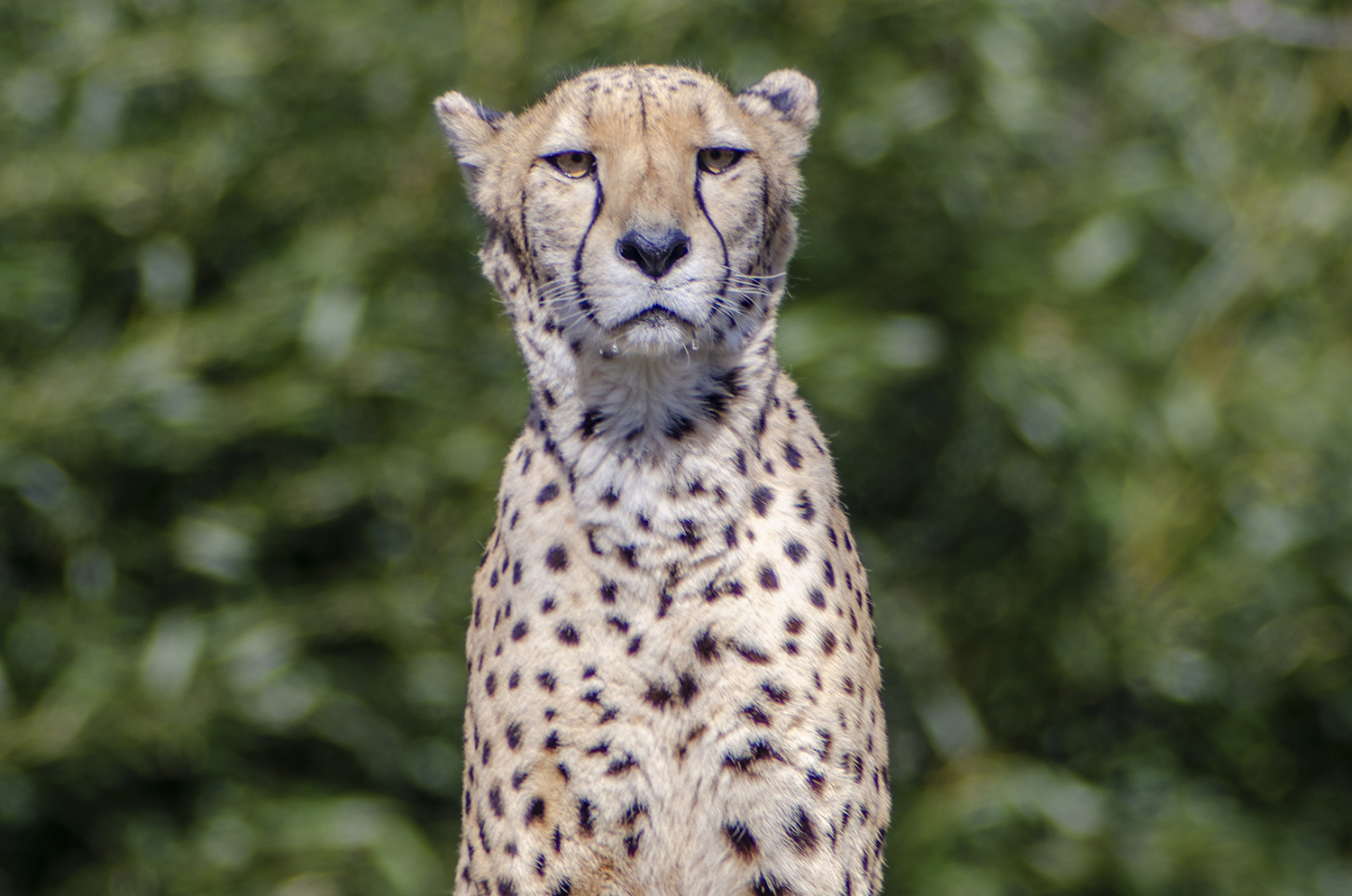 The Watchful Gaze: Portrait of a Cheetah