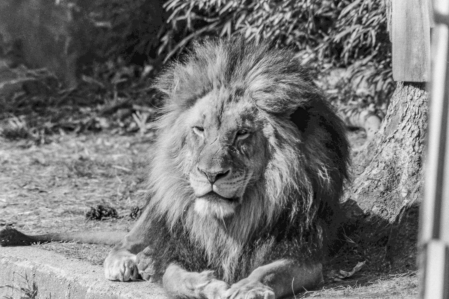 The King at Rest