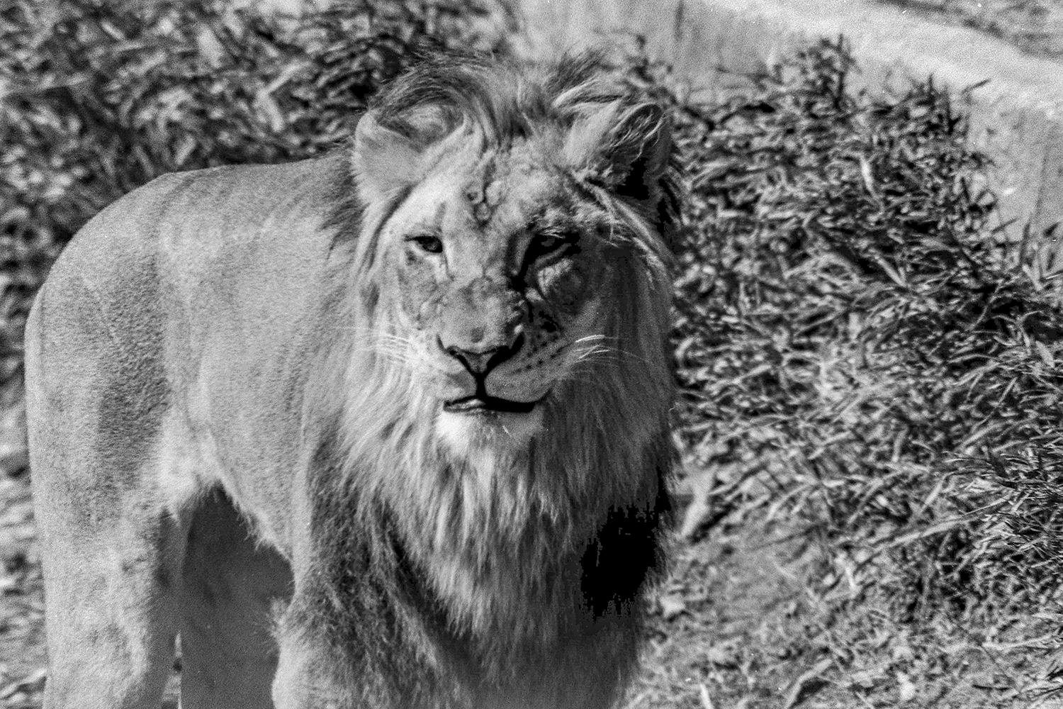 The King's Watchful Gaze