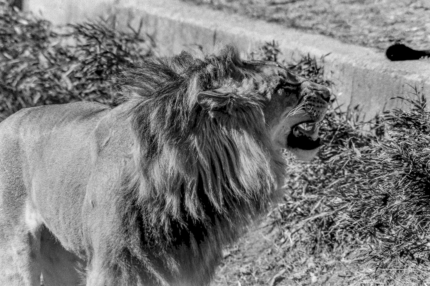 The King's Roar