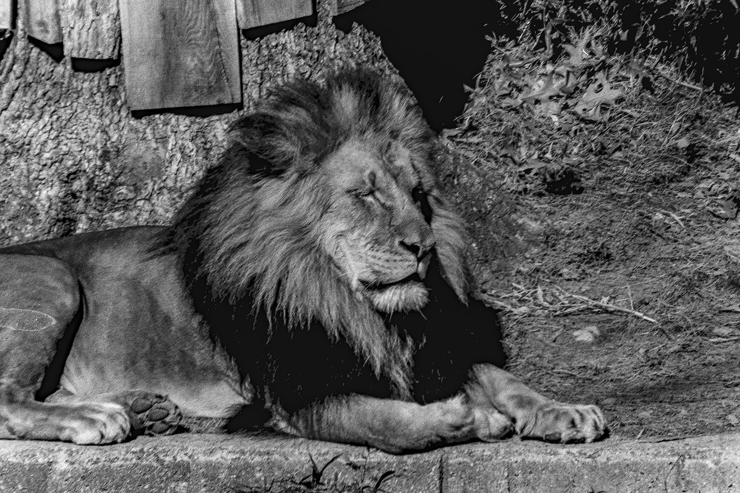 The King at Rest – African Lion on Film