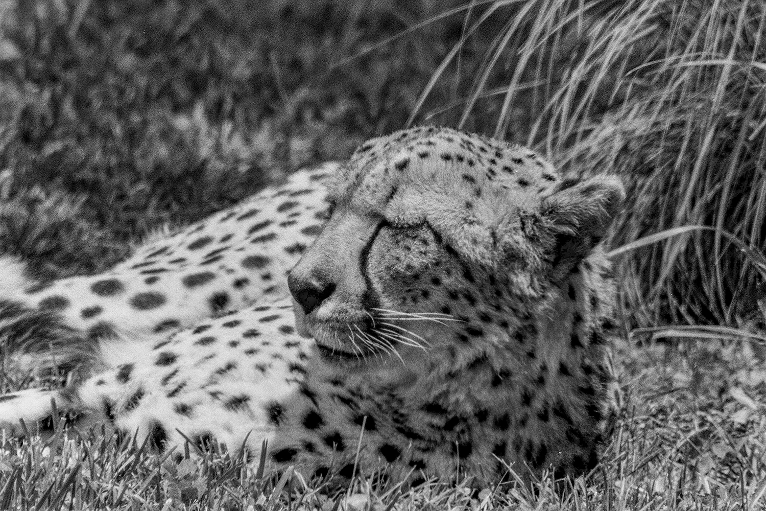 Sleepy Cheetah
