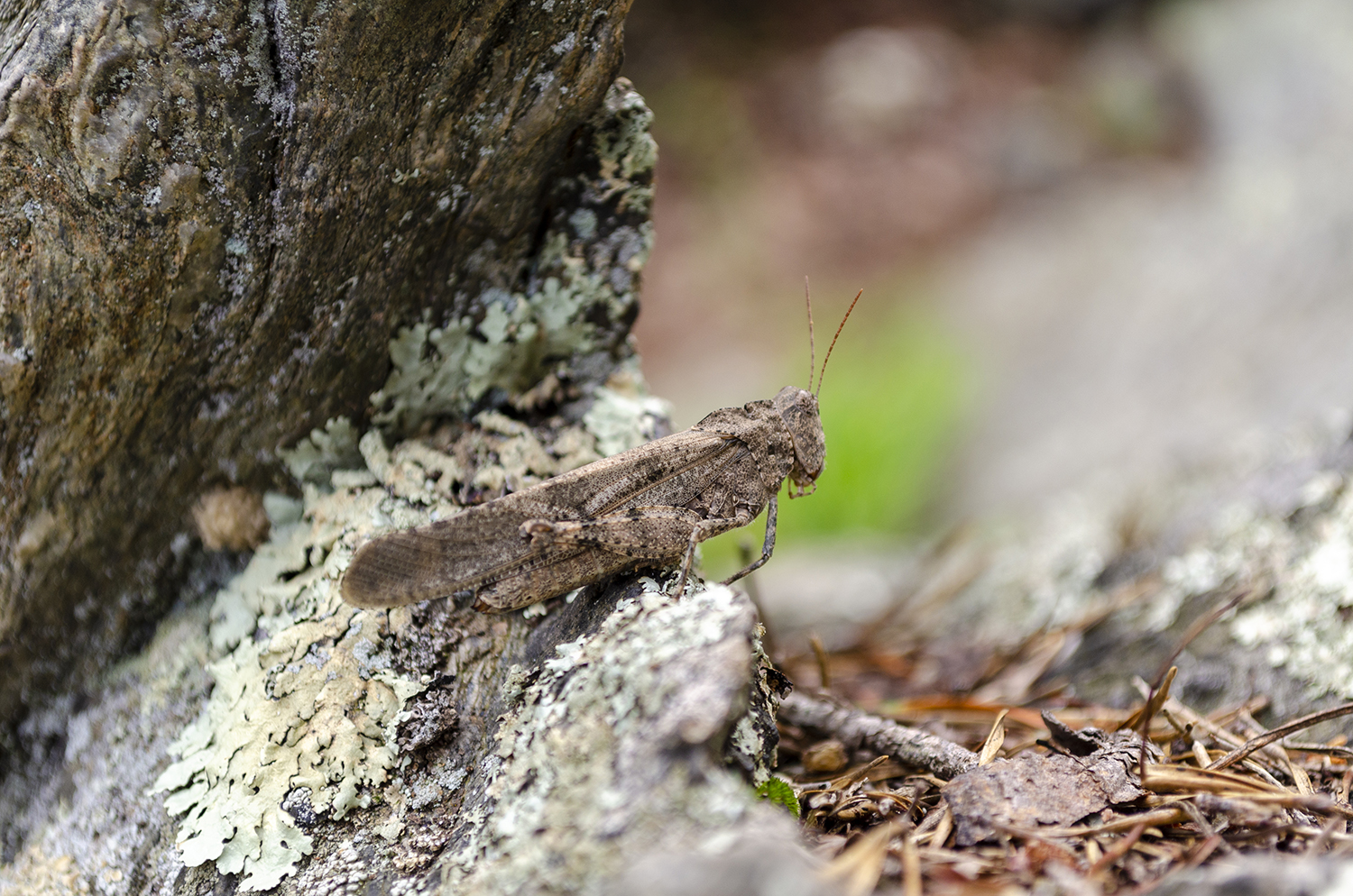 Dissosteira Carolina