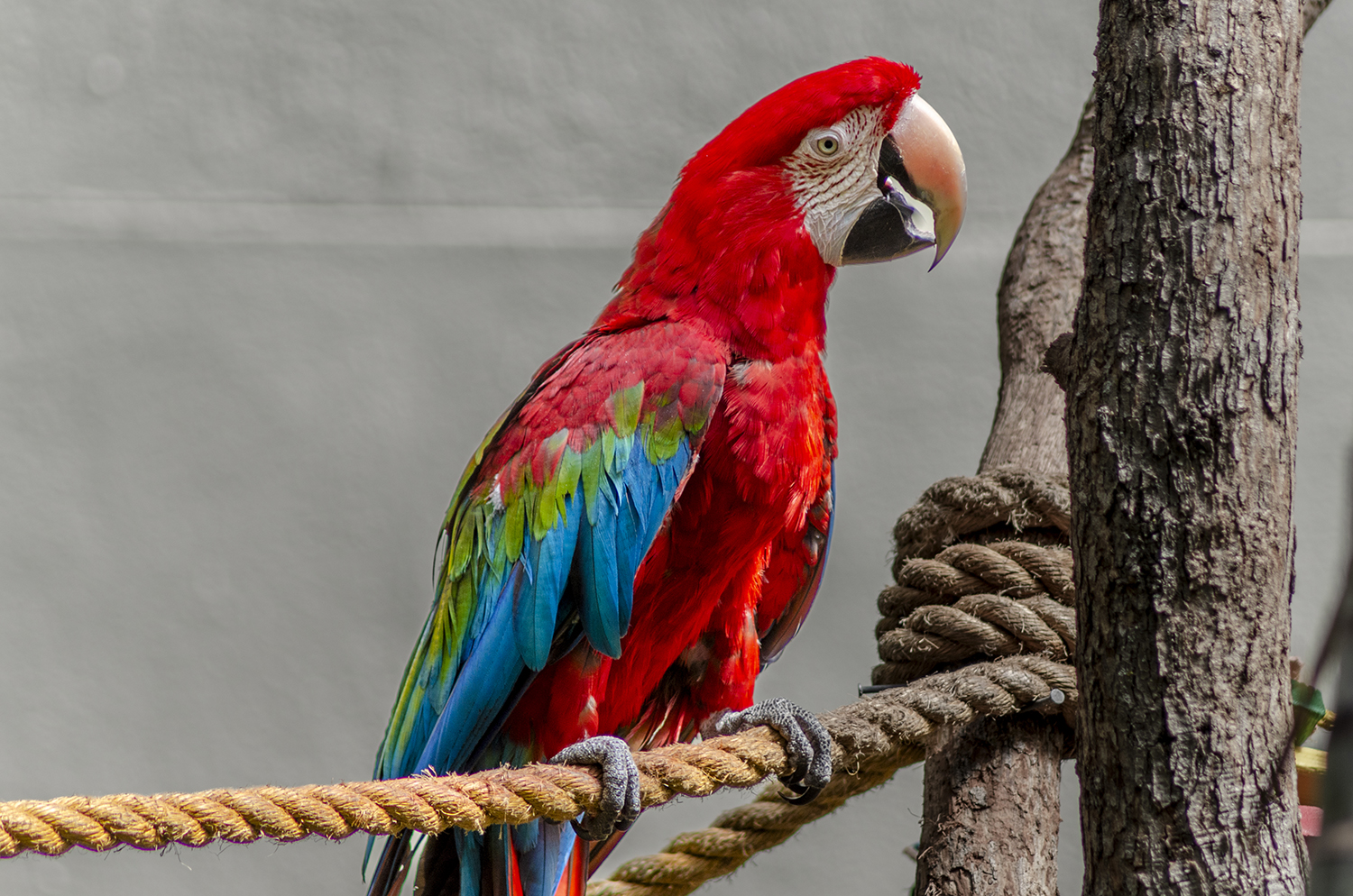 Crimson Majesty: Green-winged Macaw in Living Color