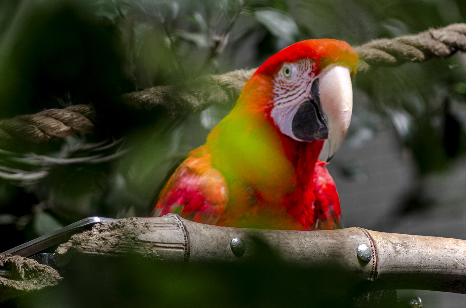 Parrot Watching