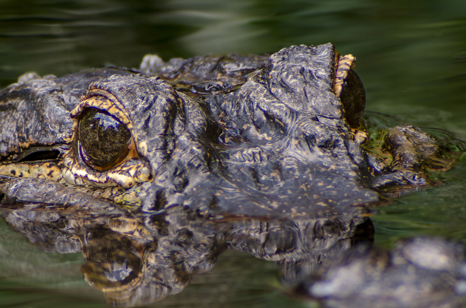 Alligator Stalking
