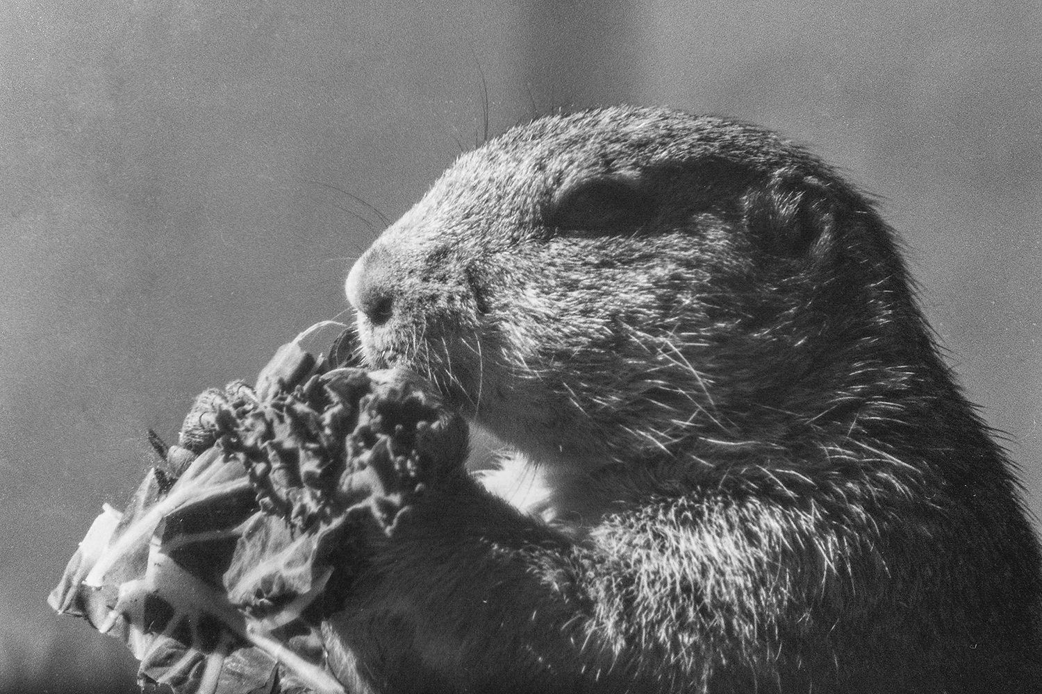 A Prairie Dog's Lunch - Captured on Film