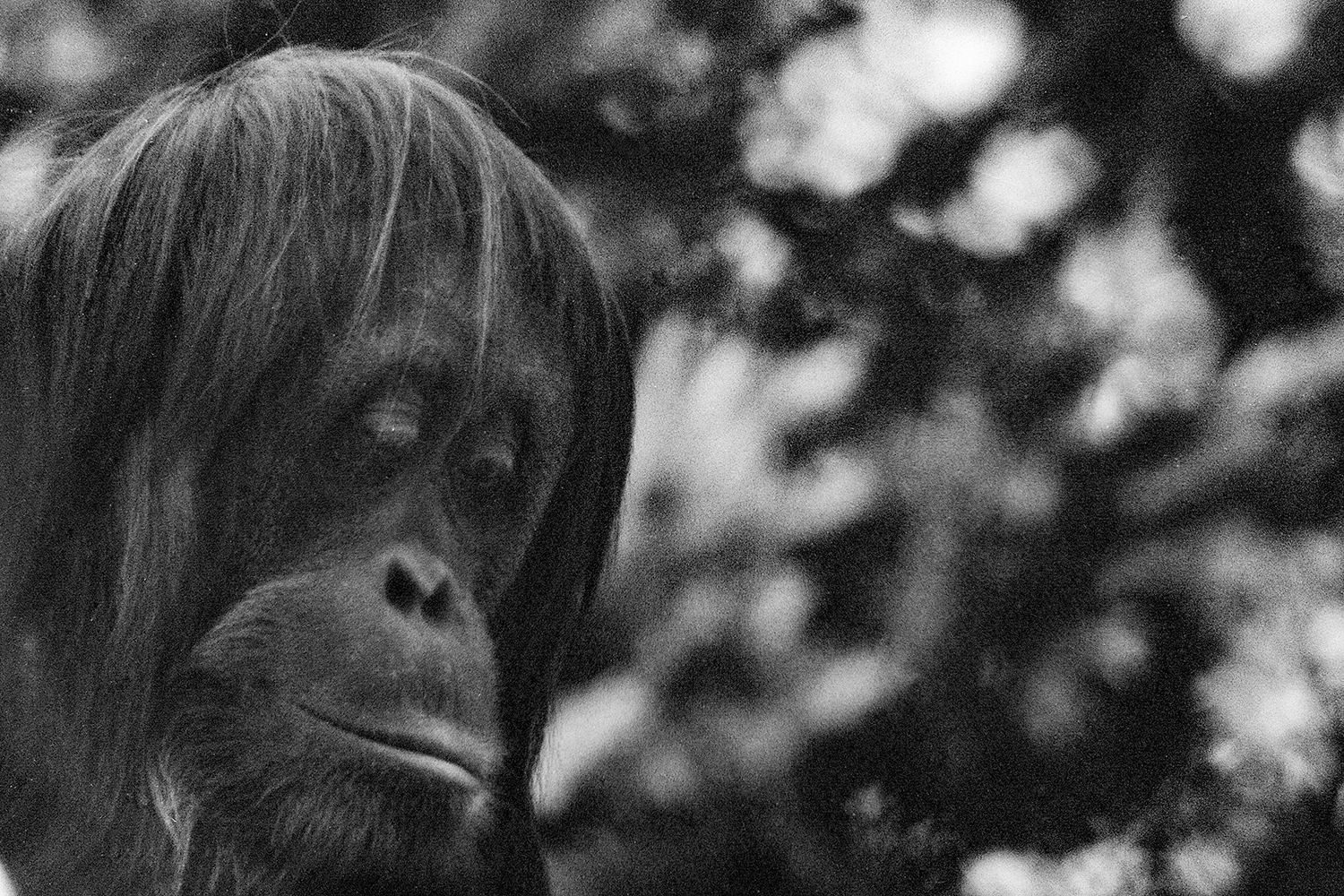 Thoughtful Gaze – Orangutan Portrait on Film