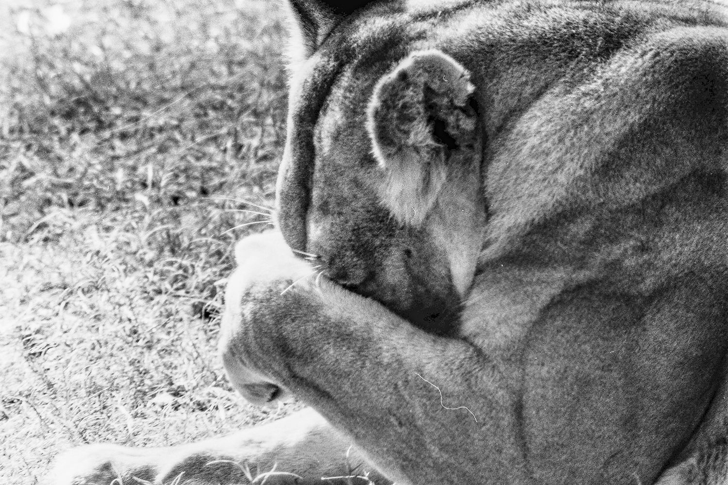 Lioness at Rest – Black and White Wildlife Portrait