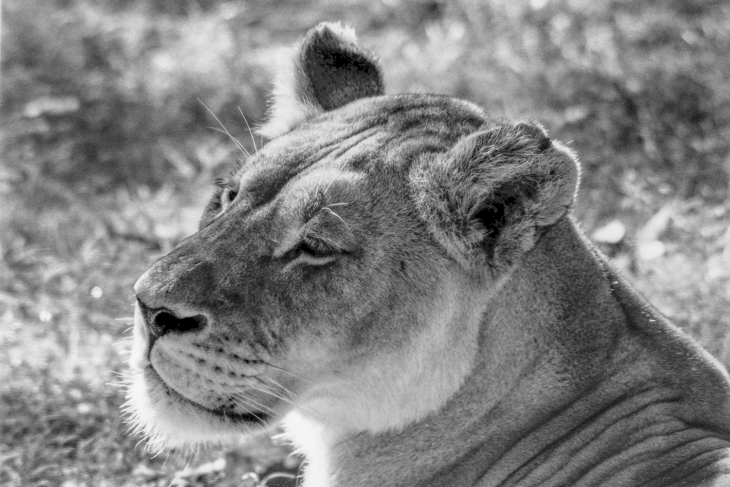 Quiet Strength – Lioness Portrait on Film