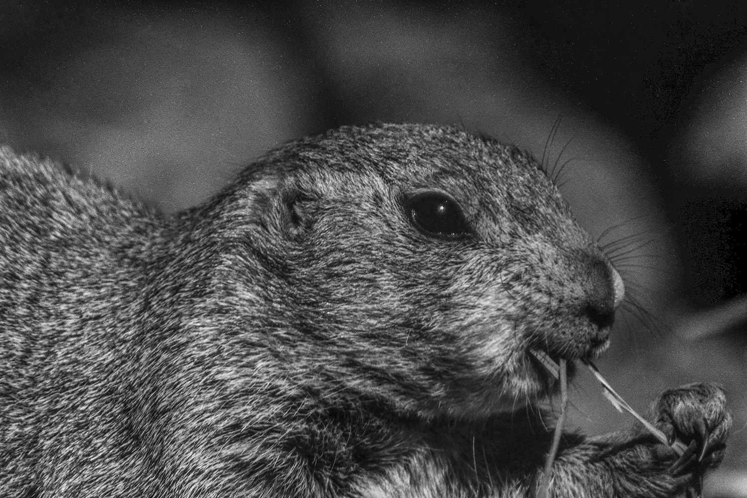 Black-tailed Prairie Dog Enjoying a Quiet Meal