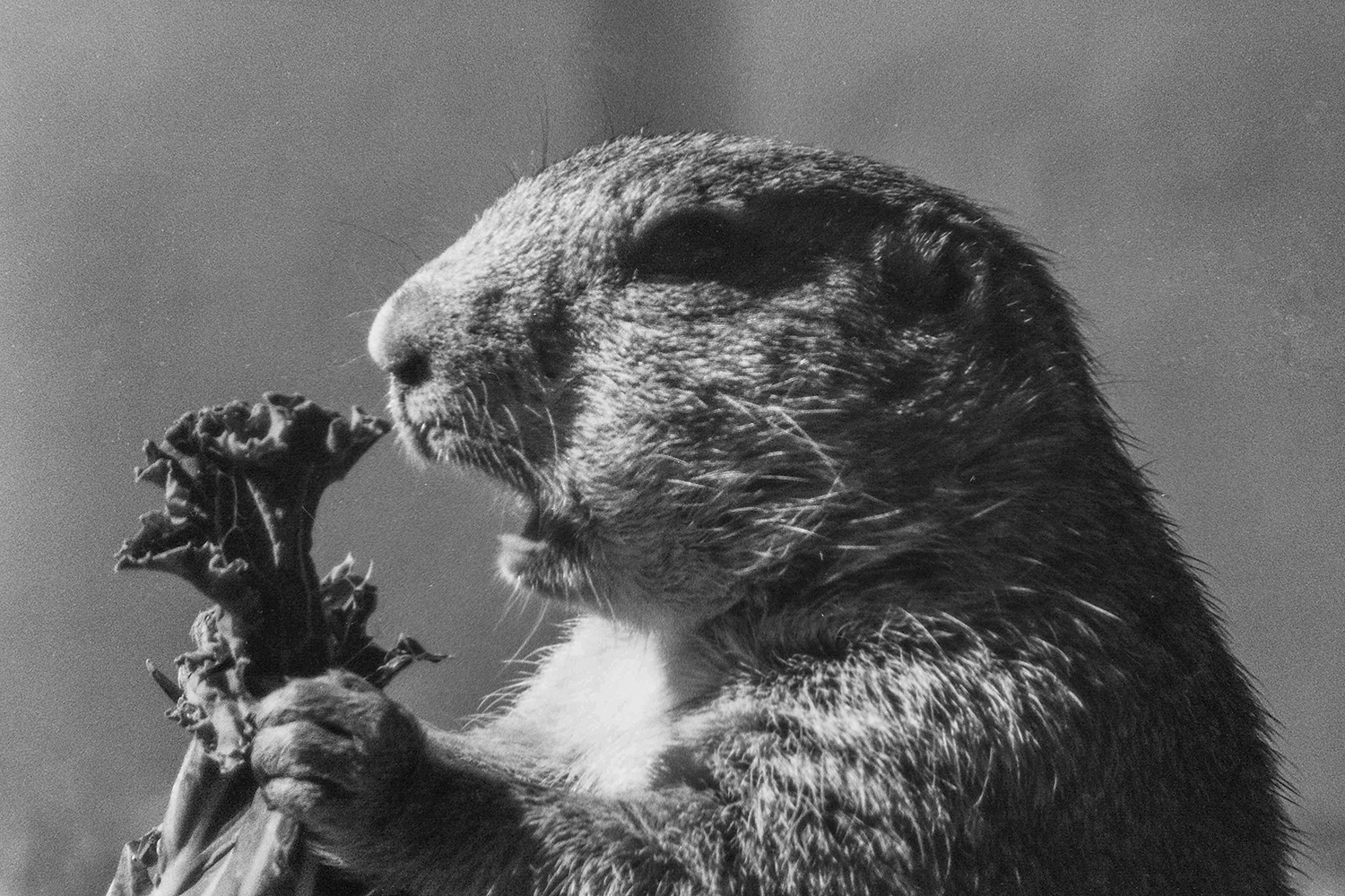 Prairie Dog Snack