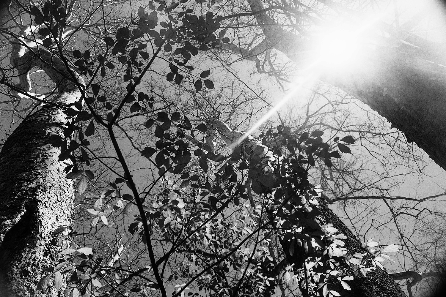 Shining Through