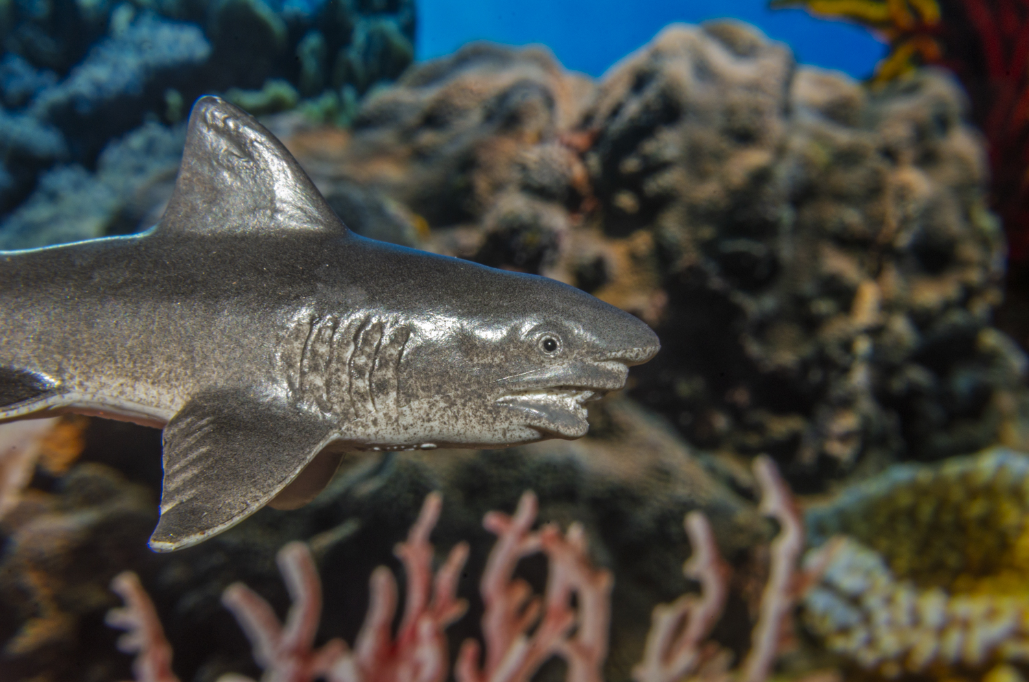 Great White: Reef Patrol
