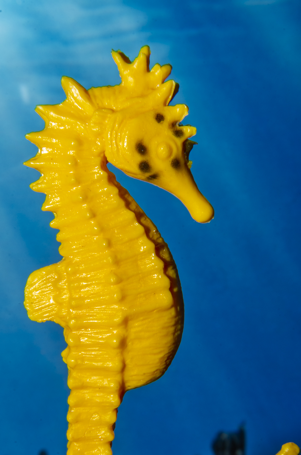 Golden Seahorse in Blue Waters