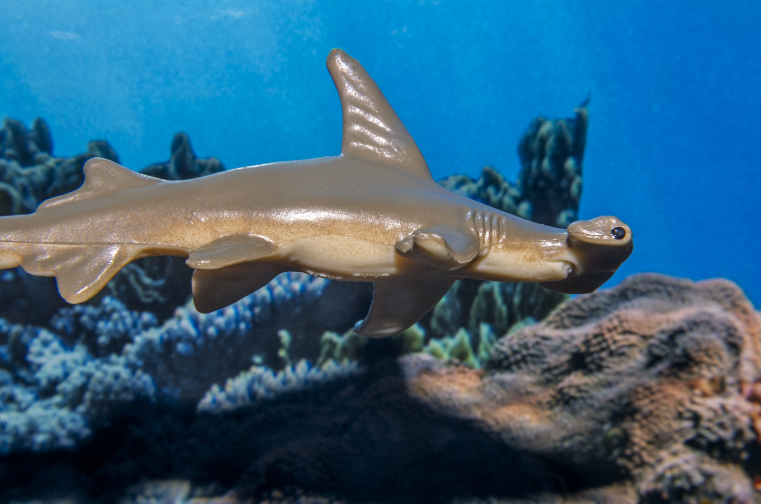 Hammerhead Shark: Guardian of the Reef