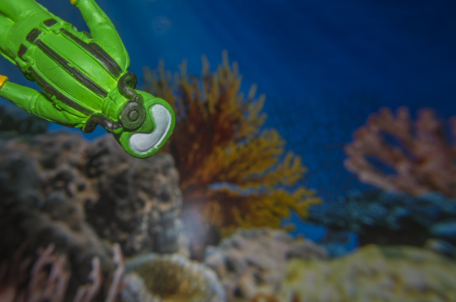 Exploring the Coral Reef