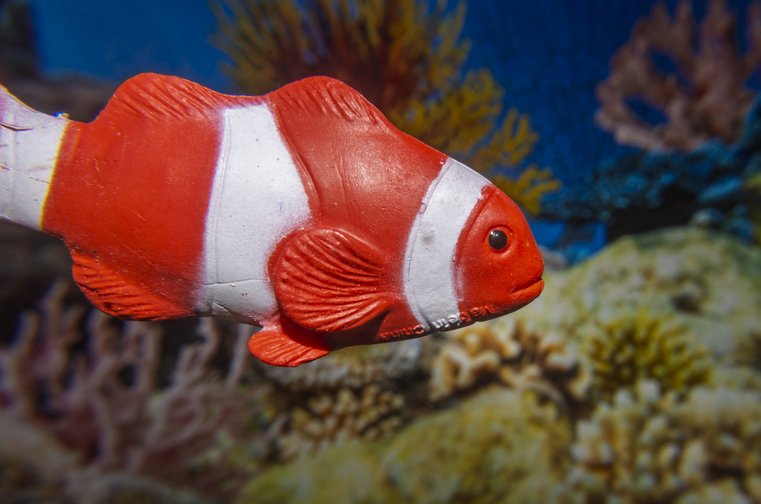 Clownfish Among the Coral Reef