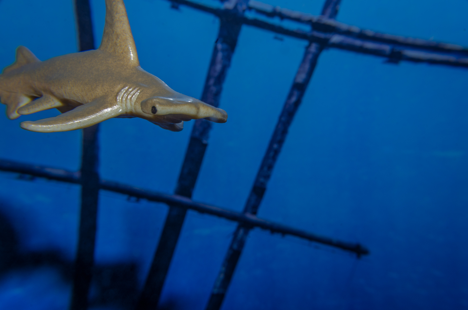 Hammerhead Shark: Wreck Explorer
