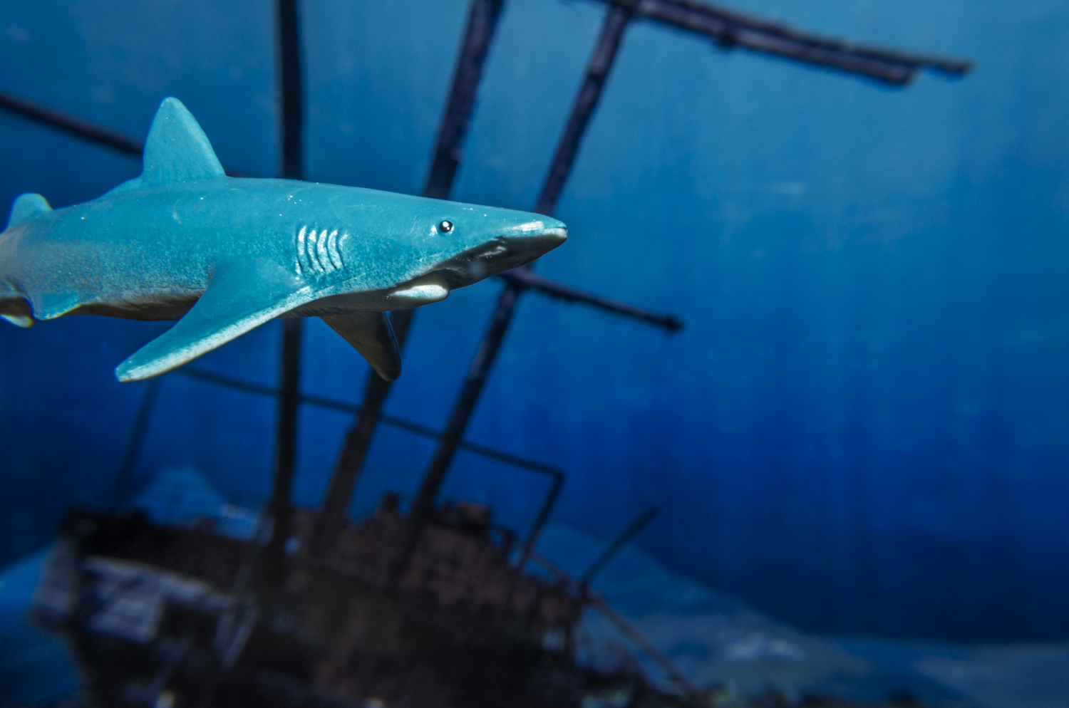 Blue Shark: Guardian of the Sunken Wreck