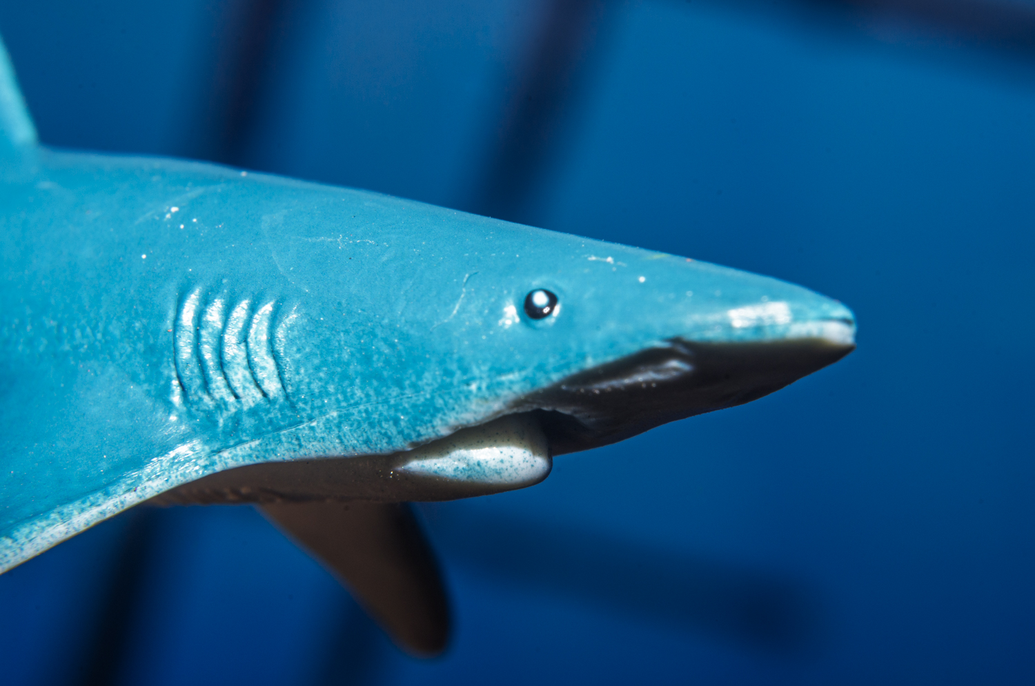 Blue Shark Portrait Beneath the Surface