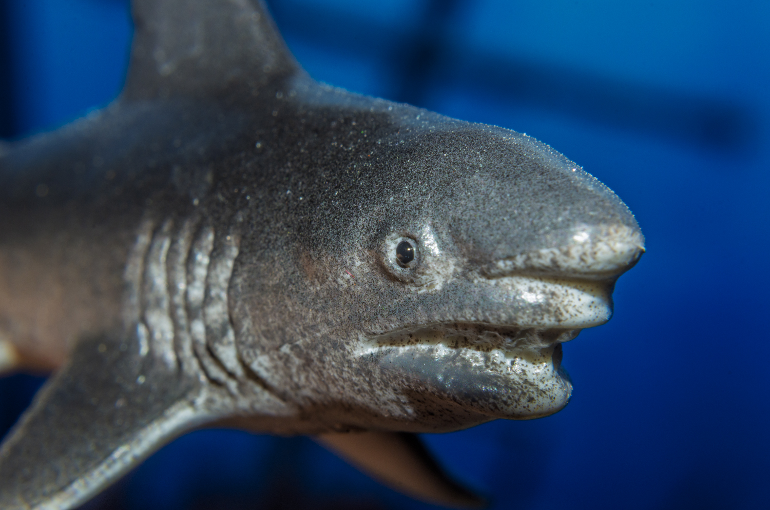 Great White Shark Close-Up Portrait