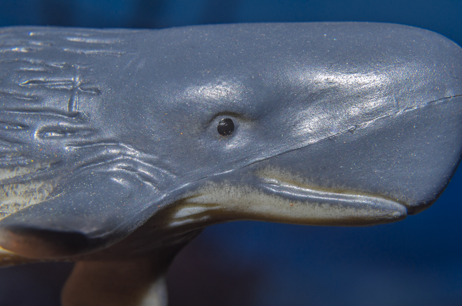 Portrait of a Sperm Whale