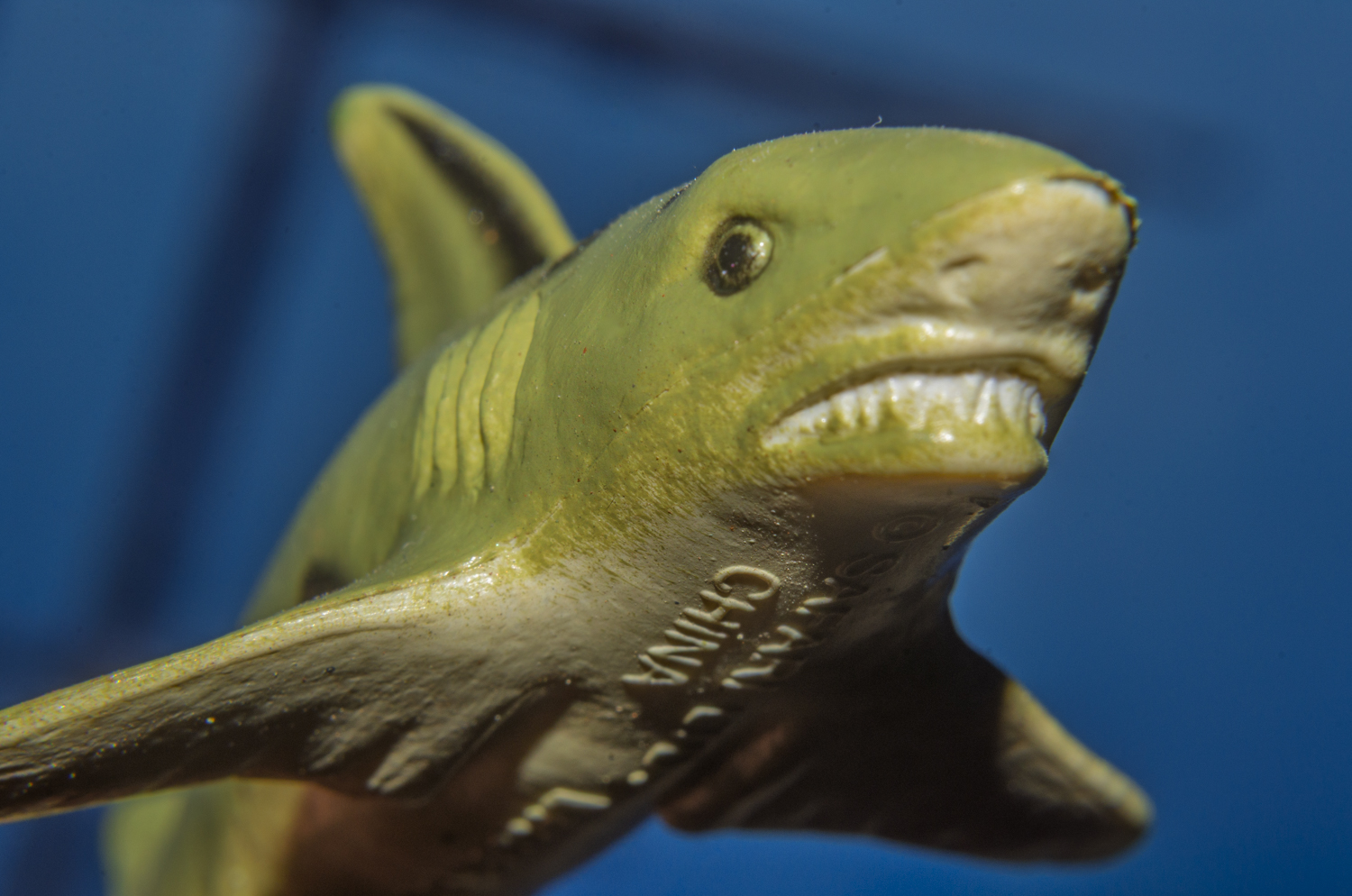 Leopard Shark: Close Encounter
